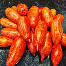 Speckled Roman Tomato Solanum lycopersicum seeds for garden planting